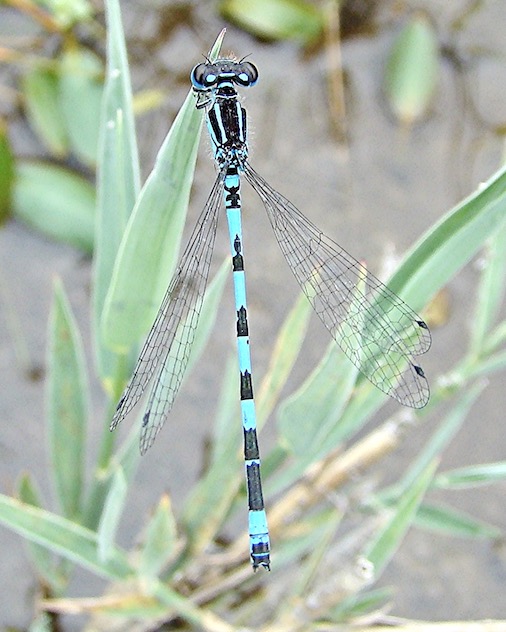 southern damselfly